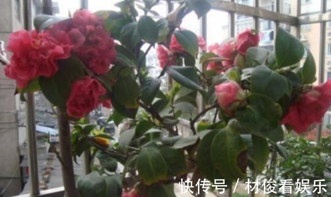 茶花|养花“学会1招”,盆里埋上“它”,枝叶呼呼窜,养啥都“爆盆”