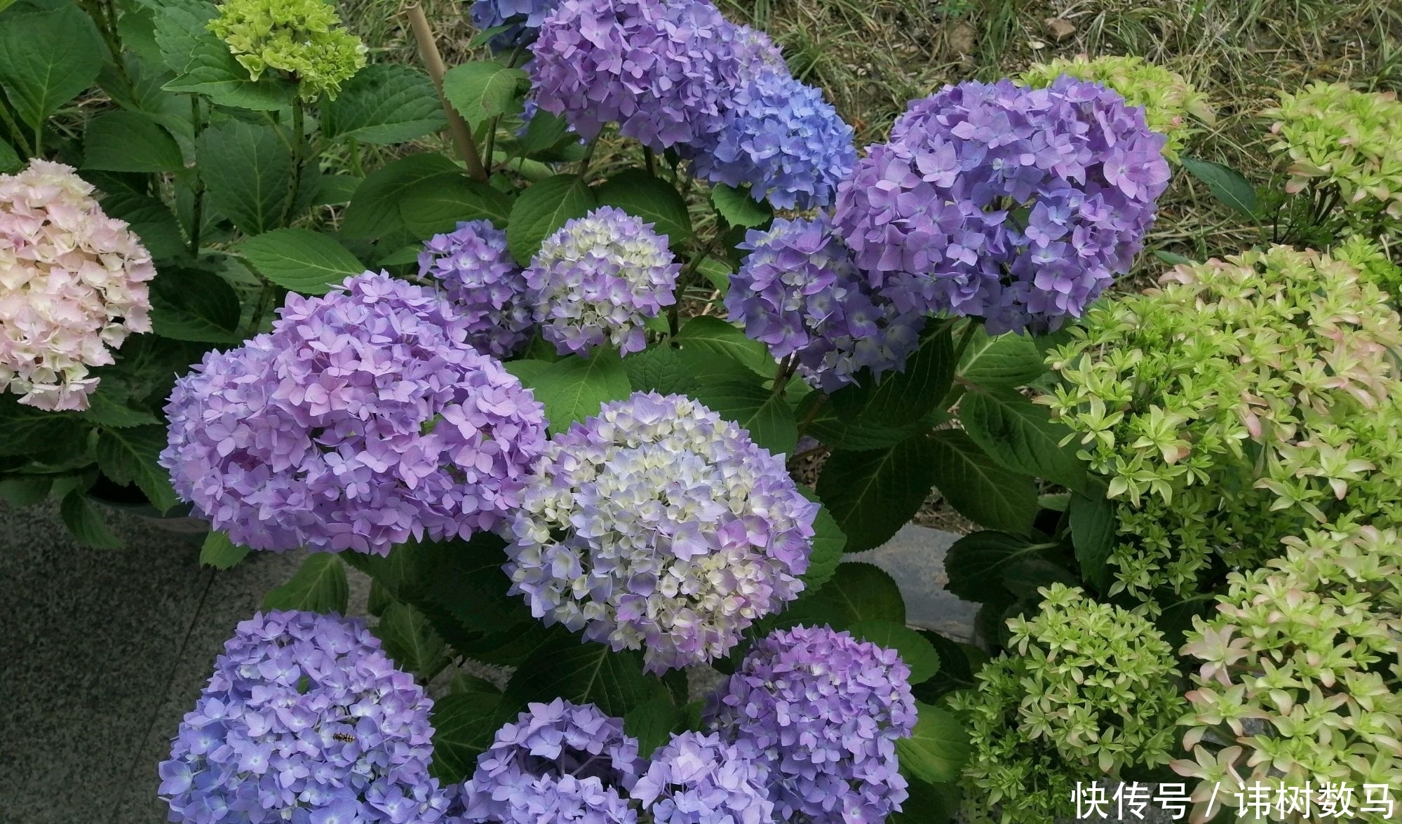  小心|绣球花在冬季提前冒芽了会影响来年开花吗？小心盲芽猖狂