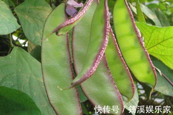 豆芽|比“敌敌畏”还毒的4种菜,医生从来不买这几种菜,你却天天吃