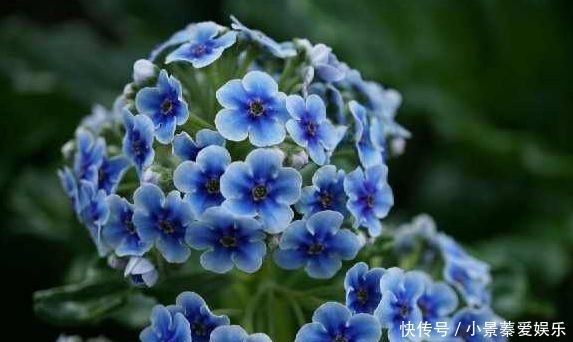 好看|好看的绣球花这样快速扦插,十天就能生根,开花后太美了