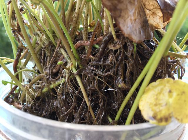 铜钱草叶子小,4个简单“小技巧”,一个月疯长爆盆,叶大又圆!