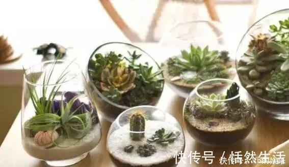 几种很耐寒的花,在冬天依旧开花美艳