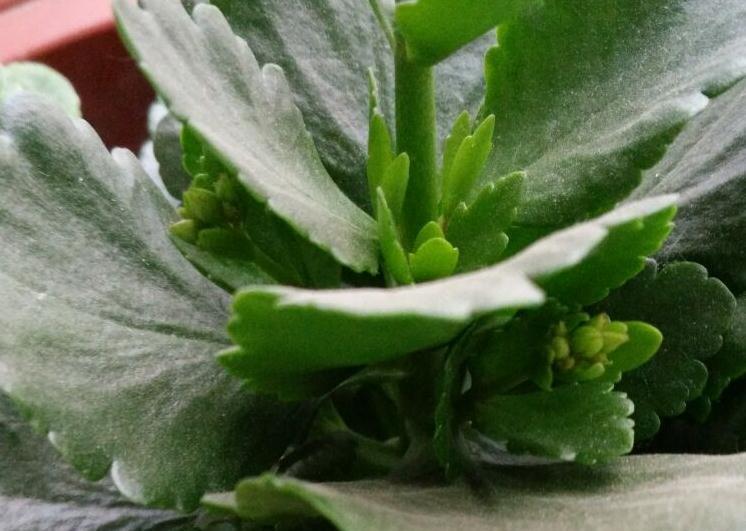 无意间碰掉一片长寿花叶子，把它插到花盆里，没过多久居然爆盆了