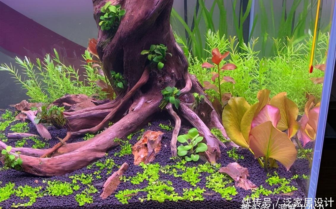鱼缸有白色灰尘漂浮物 鱼缸有白色灰尘漂浮物