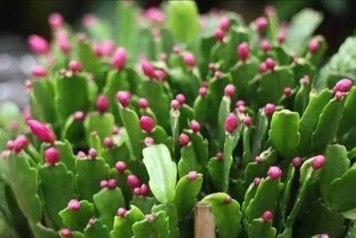 外边买的蟹爪兰花苞特别多有时一个叶片上就有五六个,商家是怎么做到的?