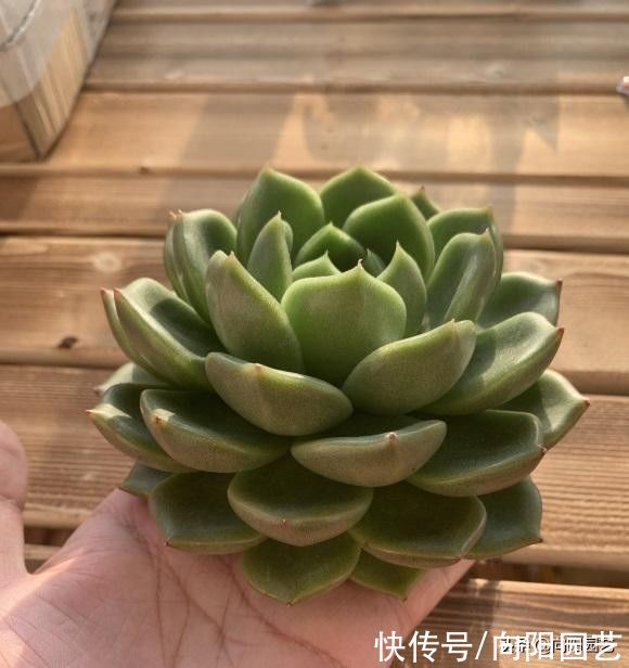 秋天|一到秋天，多肉就买个不停，买多肉真快乐，养死了可就悲哀了