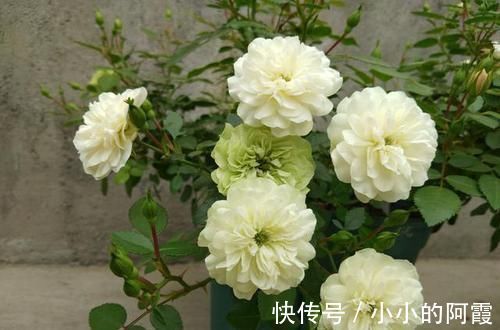 新手|推荐新手养的4种花，全年都开花，花量巨大，气味芬芳