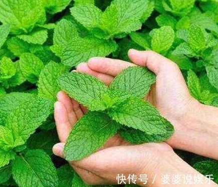 药用价值|农村地头3种常见野菜,能治疗伤风感冒,预防咽喉肿痛,你认识吗