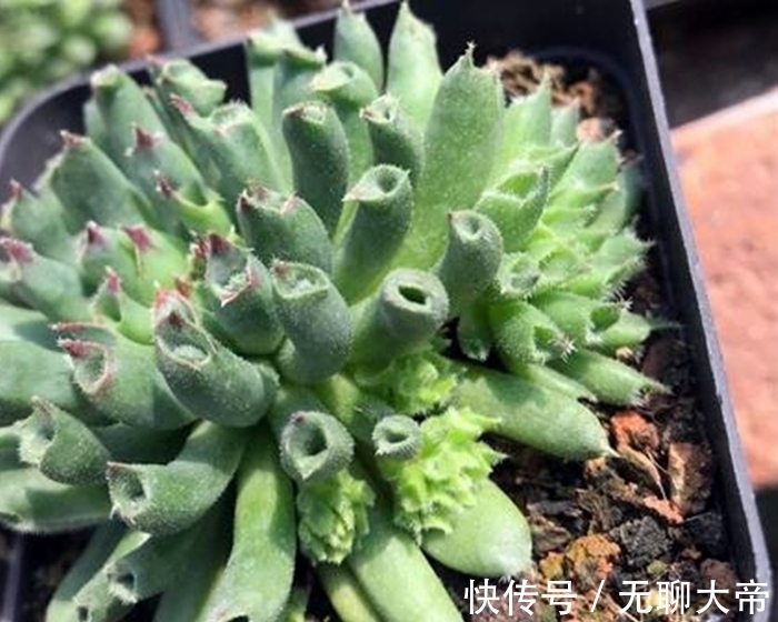 长生草属的多肉,简介紫牡丹、百惠、红勋花、草莓卷娟、观音莲