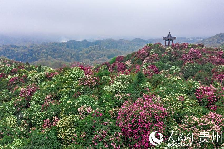 一路繁花似锦 百里杜鹃花开