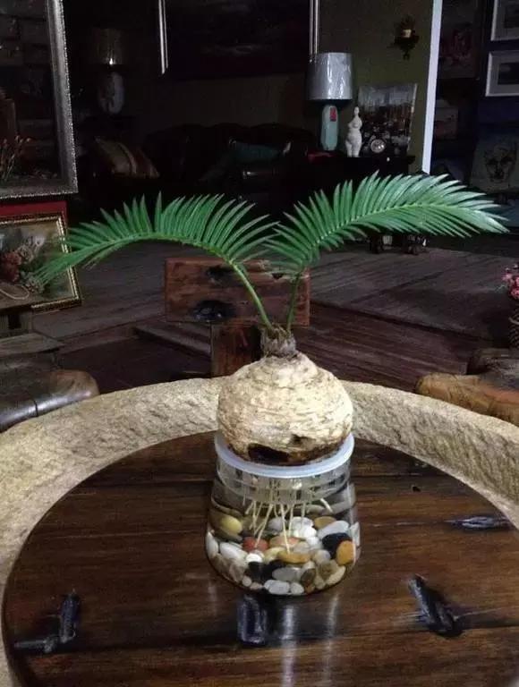 4种花别再种土里了，丢水里更好养，还更漂亮！