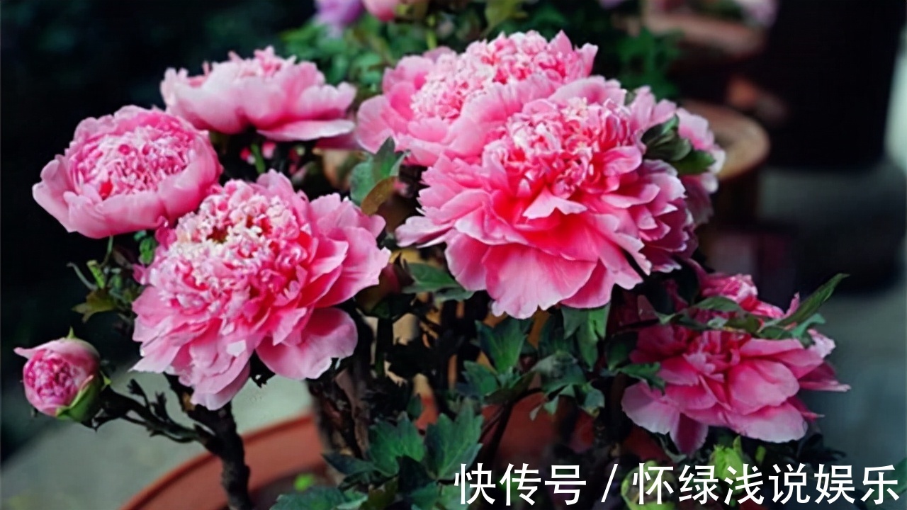 十大旺财花越老越值钱,建议养一盆,越养越富贵