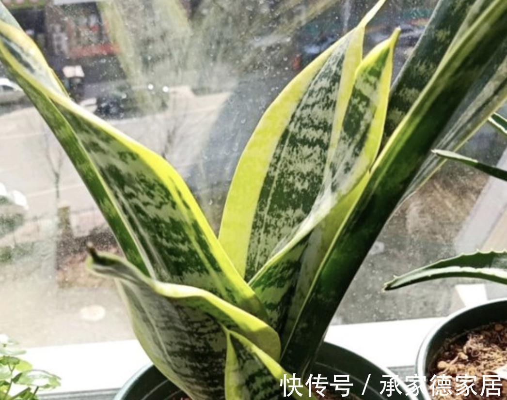 金边“虎皮兰”家家有,若想养漂亮,学“此招”,窜窜长大个