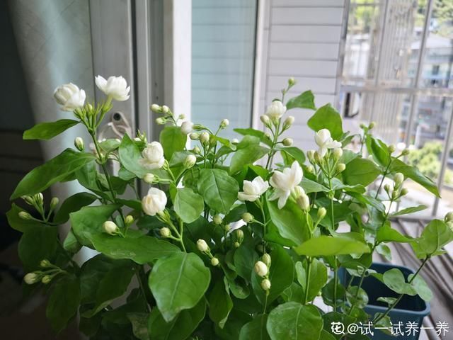 夏天养这花,每月要喂几滴食醋,叶子油绿、开花超多
