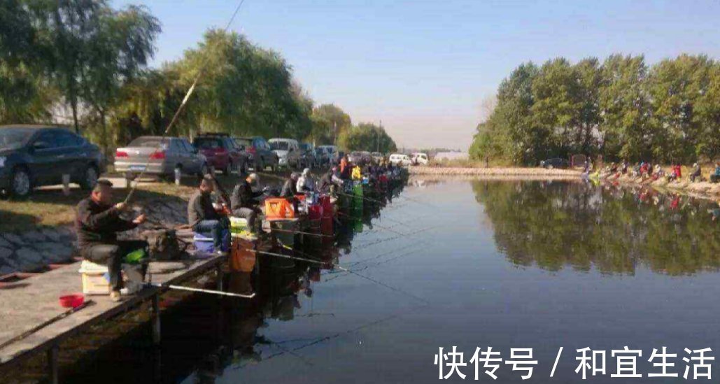 垂钓|黑坑鱼突然停口,逃脱不了这几个原因,教你妙招轻松解决