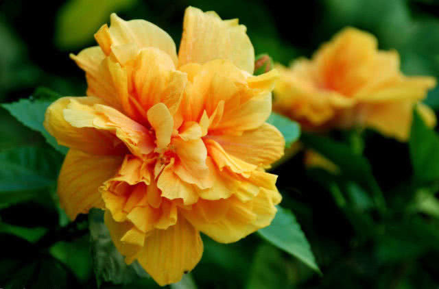 喜欢养花，不如养盆红花荷，开花非常漂亮，植株也比较优美