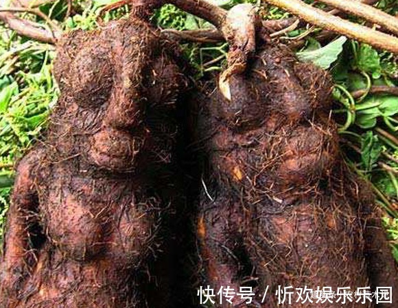 家房|此物便是“何首乌”,请谨记外貌,若出现您家房后,要珍惜