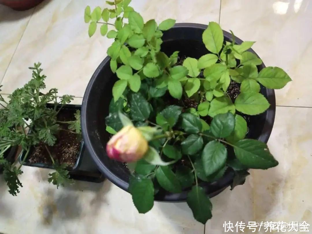 花苞|天热了，20种花最怕浇水，浇得越多，死得越快