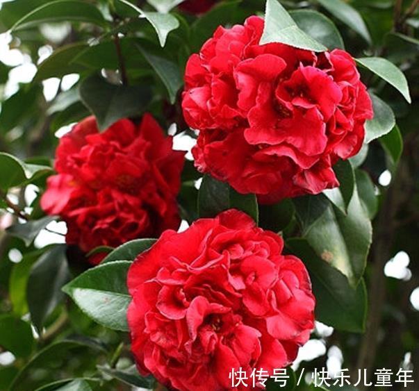 茶花|忘了月季吧,此款好养更耐寒,花苞犹如鸽子蛋,一开就是小半年