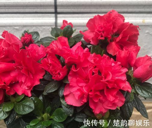 条件再差，这“3盆花”也要养一盆，镇宅又养人，除湿气、去异味