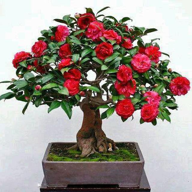 养护|天冷了,3种花别“急着”搬进屋,在外“冻一冻”,开花又多又艳