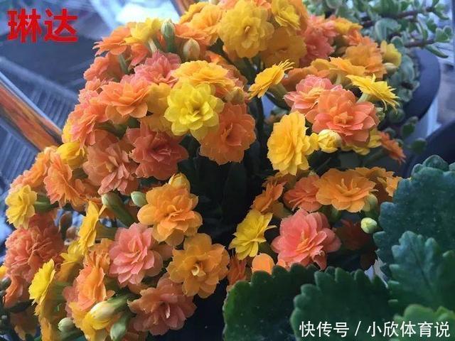 这种花品种多，花型好，养了你就爱上了！