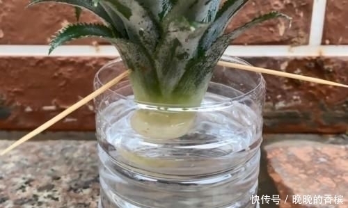 吃剩下的“菠萝头”不要扔,插3根牙签,放在家里太棒了,快学学