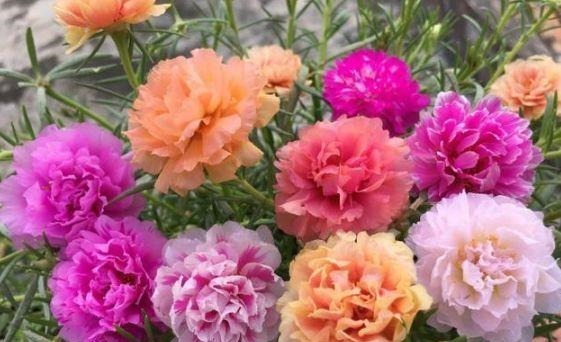 家里就养4种花,看了就让人沉醉,年年开花不断,美!