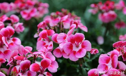 开春花卉睡醒后,趁早做好4件事,根系健壮,越长越旺!