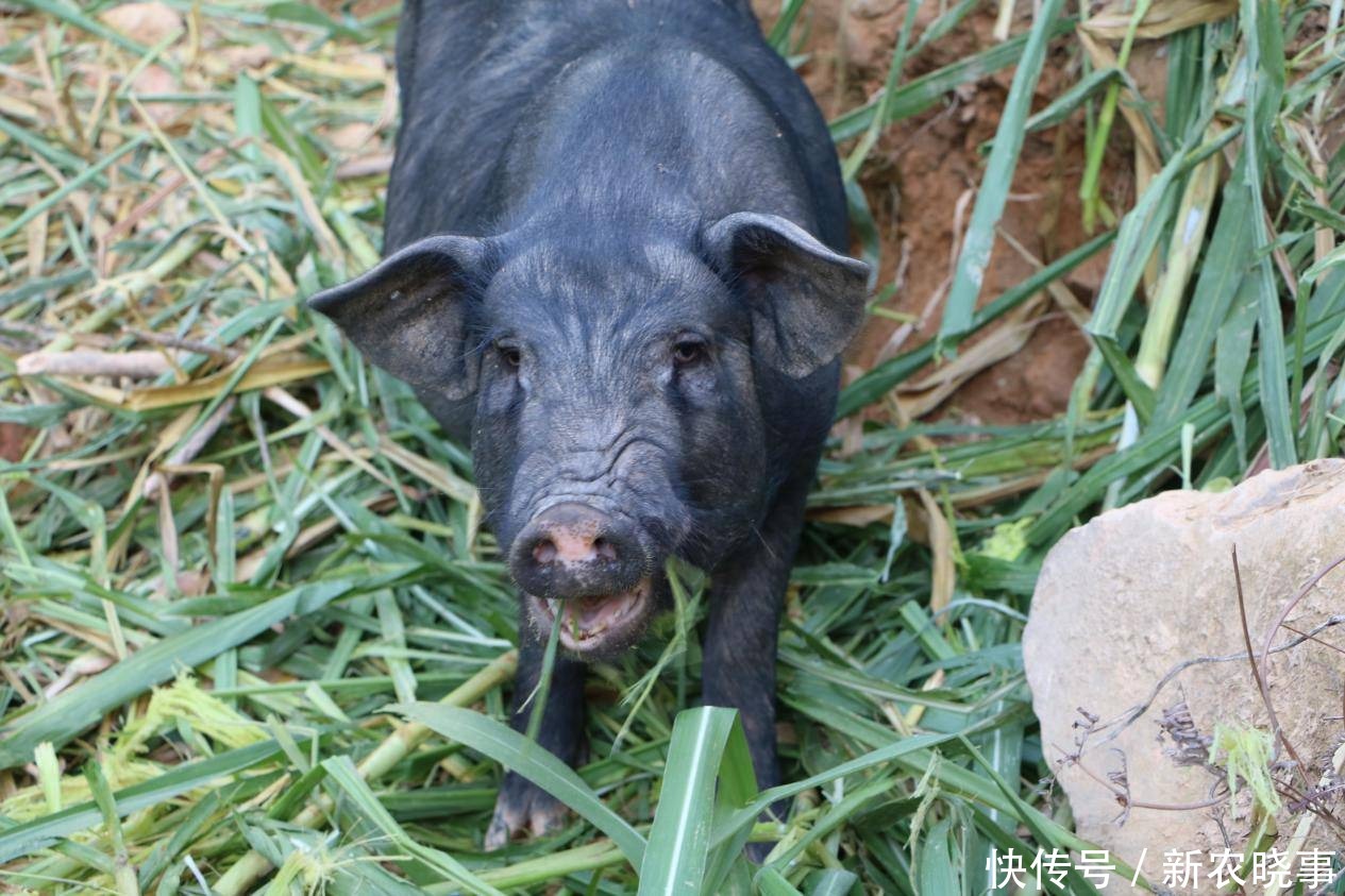 盘点那些年割过的6大猪草:以往没钱也不想吃,如今1盘菜几十元