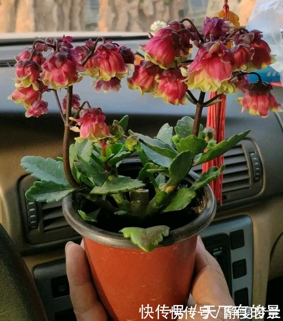 长寿花有“三怕”，入冬养护得避开，养成小老桩，清香宜人小半年