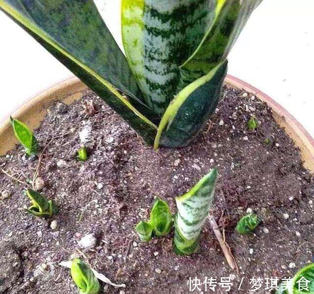 虎皮兰|养虎尾兰,一个小技巧,长得快、侧芽多、叶厚实,3个月长爆盆