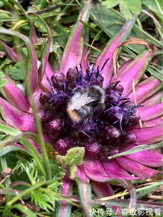 野外看到4种植物，千万不要挖，因为是濒危植物