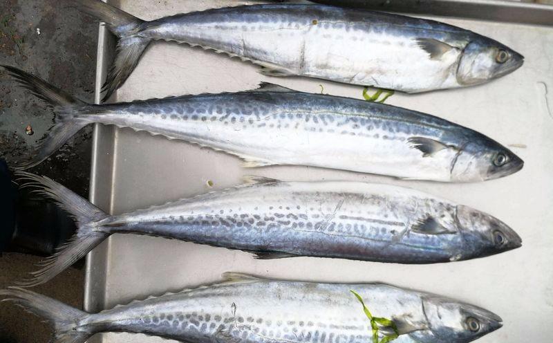 一样是“鲅”鱼,鲐鲅鱼和鲅鱼有啥区别?注意别买错,买错差别大