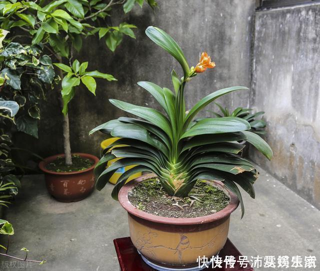 构造|让君子兰开好花的“钥匙”,就握在你手里,它的“构造”很简单