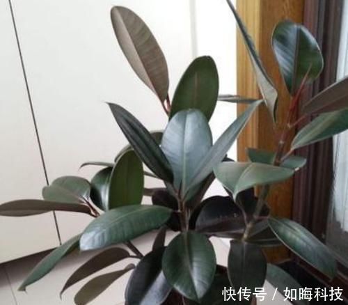 养花|养花就养3种花,家里养一盆,养眼上档次,四季常青!