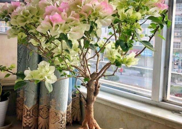 花盆|阳台养盆这个“花”,多晒太阳,浇浇水,一年到头都开花,值得养