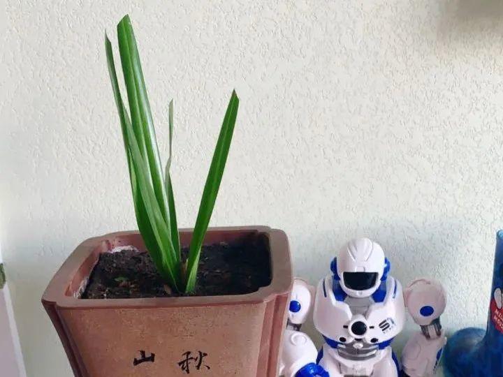 花苞|公认难养的花，养一盆死一盆，从来没有养活过！