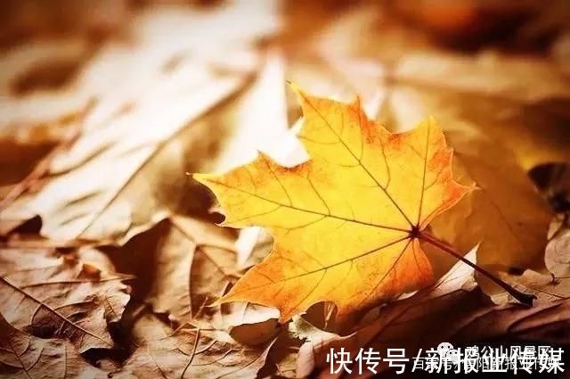 预约|好消息:河南·信阳·鸡公山向全国人民免票一个月啦!