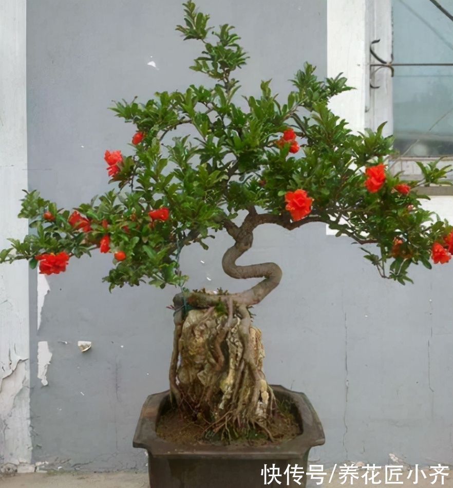 盆景|新手想玩盆景?可以试试4种植物,生长快速易成型,新手难养死