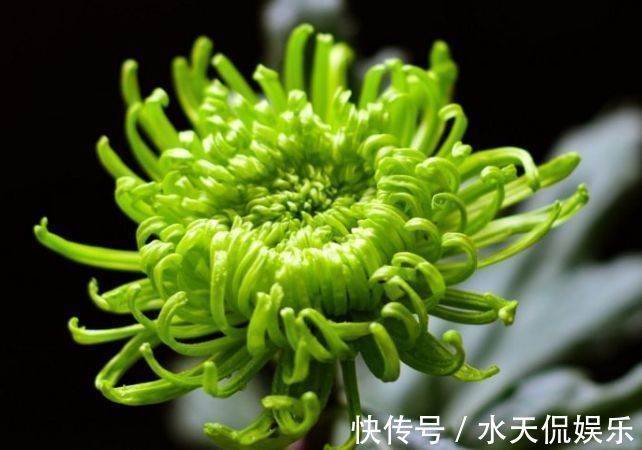 名菊|喜欢菊花,不如养盆“珍贵名菊”绿朝云,似惊鸿起舞,美丽优雅