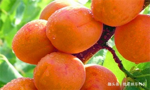 三七花|人到中年想长寿,推荐吃4种食物,排出子宫污血,预防妇科炎症