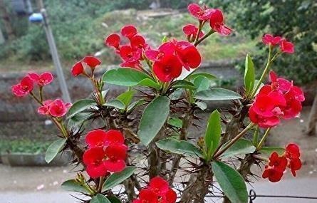 养花浇水时掺上它,虫子一个不留,省钱省事轻松开爆满盆