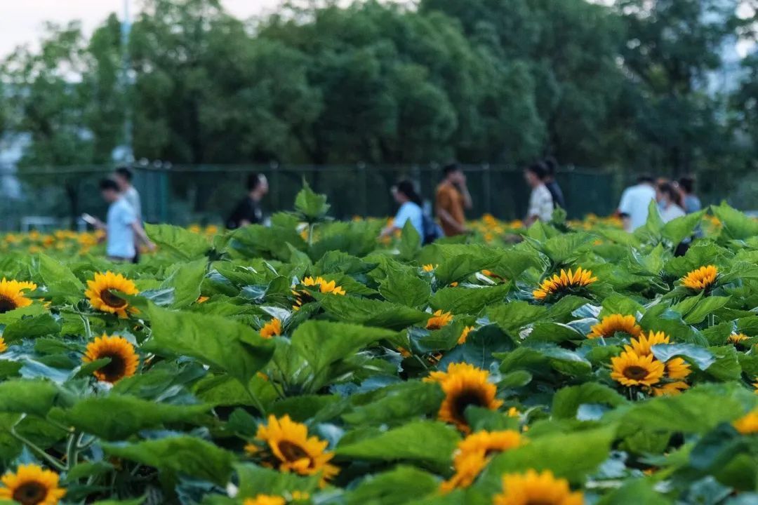 花语|毕业礼物又上新！有高校送一片花海，花语是……