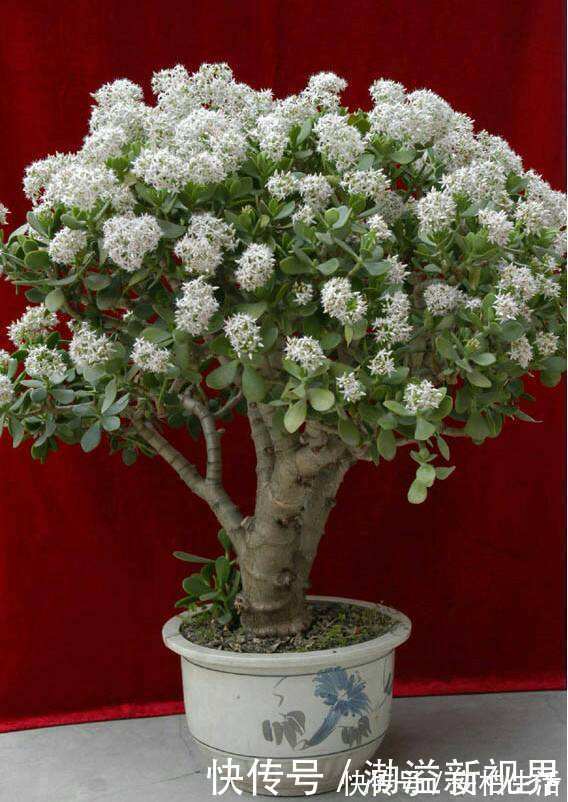 浇水|玉树这么养，轻松变“老桩”，价格翻倍，玉树临风，花开不败