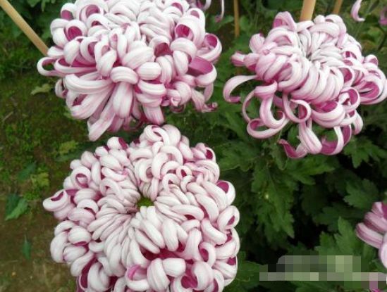 菊花|喜欢菊花,不如养盆“珍稀名菊”安吉拉,似仙女下凡,美极了