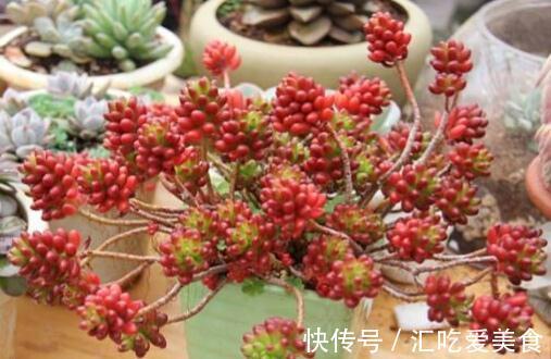 盘点那些既便宜又漂亮的多肉植物