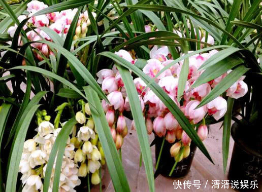 植株|此花一养就喜欢上它,好养漂亮,开花就爆盆,香味十足,女生必选