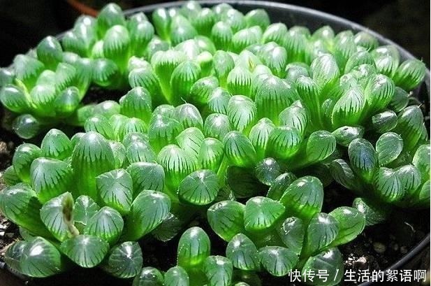 大饼|多肉有“三怕”，避开不易摊大饼，窜新芽上色快，养成群生老桩！