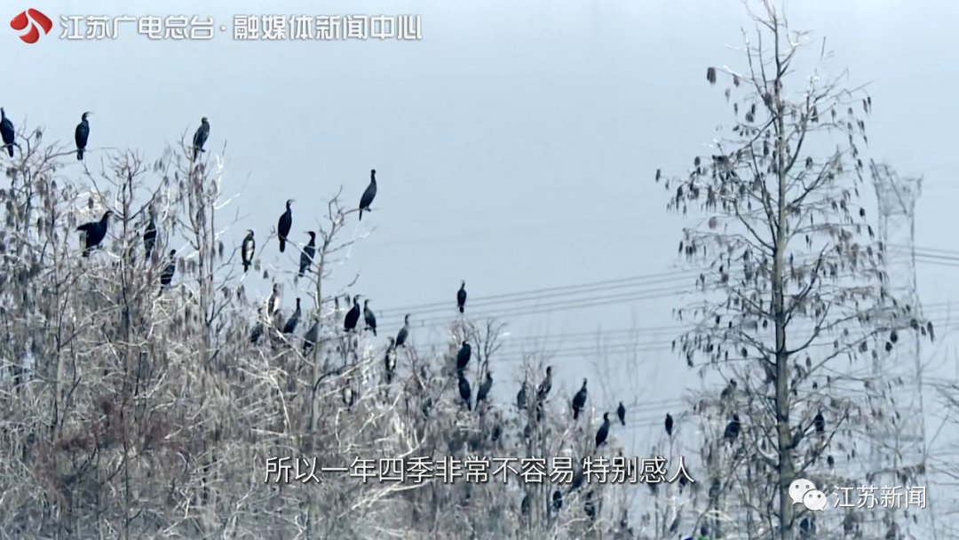 游遍江苏|一半灿烂嫣红，一半明媚鹅黄！万里挑一的睡莲冠军，这里都能看到